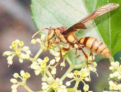 Executioner Paper Wasp