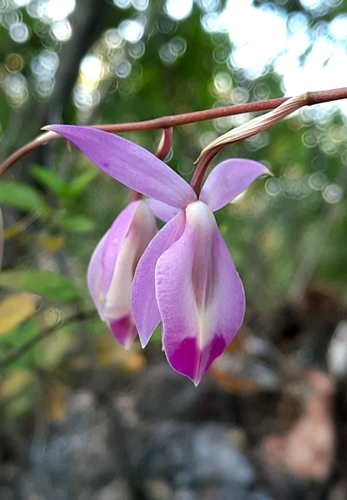 Barkeria vanneriana