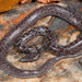 Variegated Wolf Snake - Photo (c) Tyrone Ping, all rights reserved, uploaded by Tyrone Ping