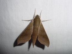 Xylophanes porcus image