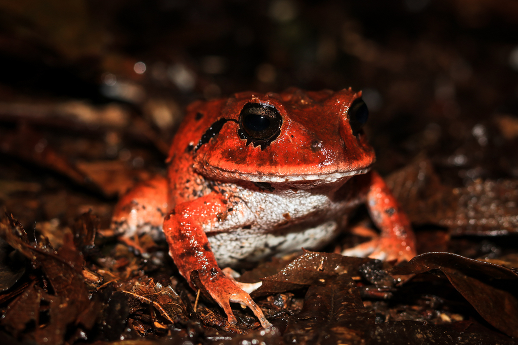 Atlantic Broad-headed Litter Frog