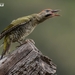 Levaillant's Woodpecker - Photo (c) morocco Wild, all rights reserved, uploaded by morocco Wild