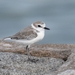 White-faced Plover - Photo (c) Hamad Azam, all rights reserved, uploaded by Hamad Azam