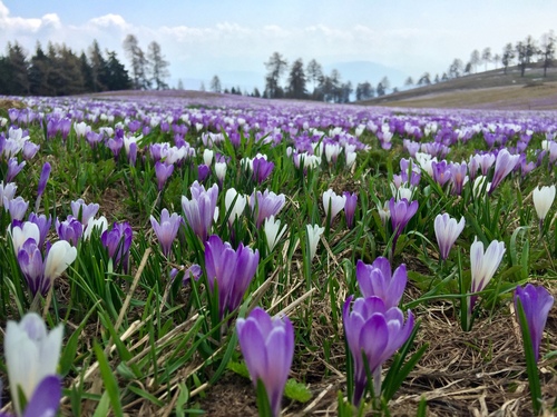 Pavasarinis krokas nuotrauka