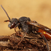 Nomada fabriciana - Photo (c) Henk Wallays, todos os direitos reservados
