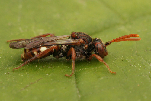Bear-clawed Nomad Bee