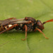 Nomada baccata - Photo (c) Henk Wallays, todos los derechos reservados