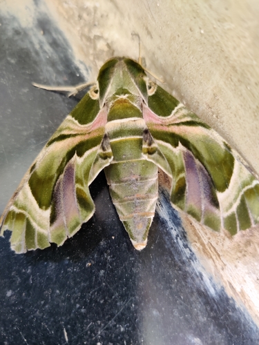 Oleander Hawkmoth
