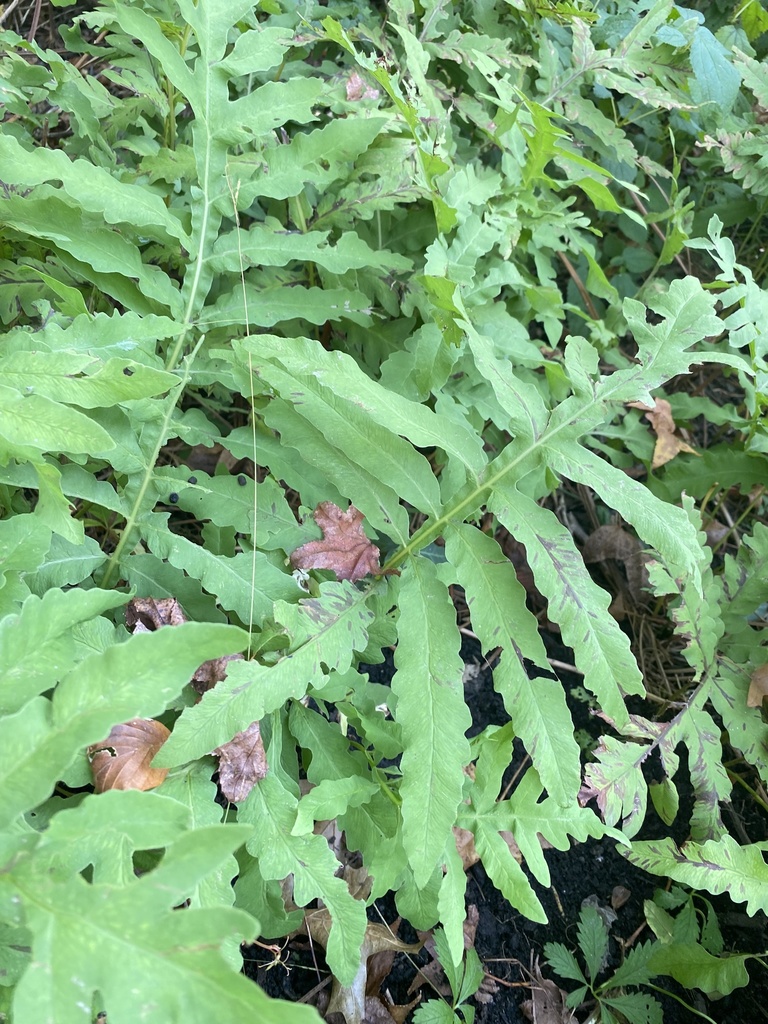 sensitive fern from Berwyn Rd, Wilmington, DE, US on October 14, 2021
