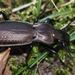 Carabus macrocephalus macrocephalus - Photo (c) Frank Walther, all rights reserved, uploaded by Frank Walther