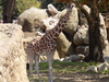 Nubian Giraffe - Photo (c) Conner Ties, all rights reserved, uploaded by Conner Ties