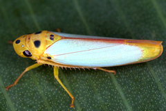Graphocephala distanti image