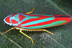 Image of Graphocephala coronella