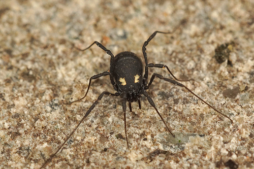 Gold-spotted Harvestman