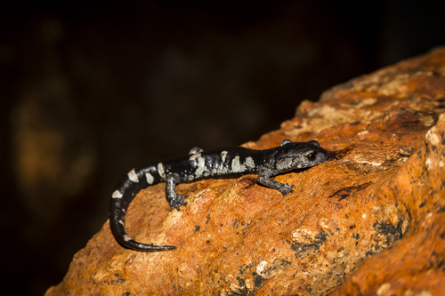Tamaulipas False Brook Salamander