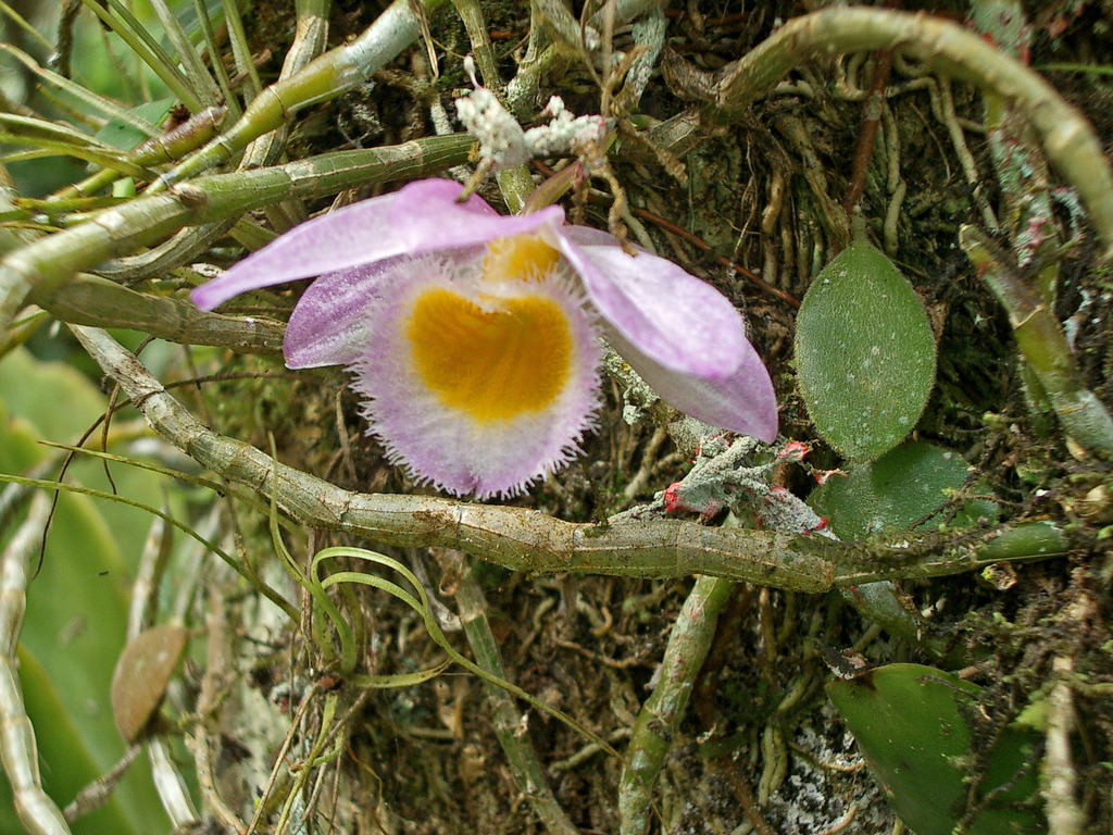 Dendrobium loddigesii (Dendrobium loddigesii)