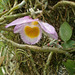 Dendrobium loddigesii - Photo (c) Ruth Ripley, כל הזכויות שמורות, הועלה על ידי Ruth Ripley