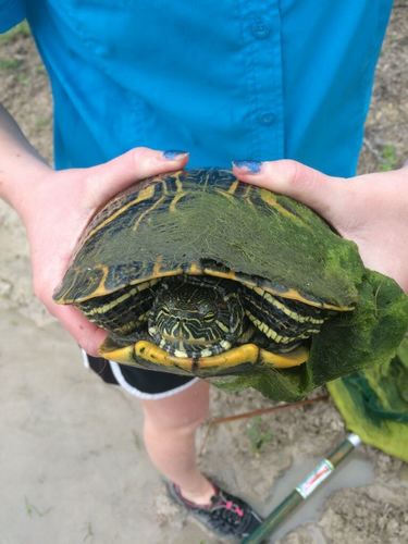 Черепаха рост. Красноухая черепаха 30 см. Самая большая красноухая черепаха. Красноухая черепаха в 30 лет. Красноухая черепаха 20 лет.