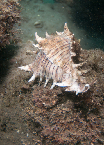 Giant Atlantic Murex