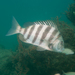 Sheepshead - Photo (c) pleahy, all rights reserved