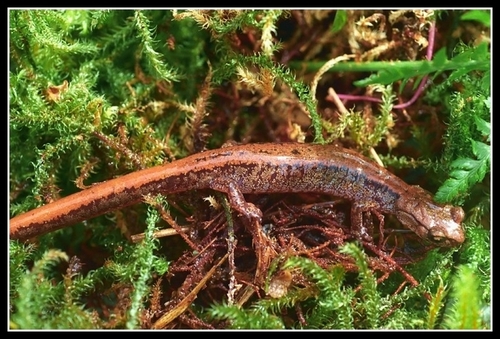 Larch Mountain Salamander