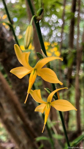 Texas craglily (Echeandia texensis)