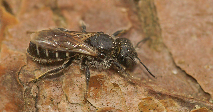 Leafcutter bee