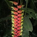 Hanging Lobster Claw Heliconia - Photo (c) Stephen Durham, all rights reserved, uploaded by Stephen Durham