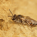 Mining Bees - Photo (c) Henk Wallays, all rights reserved