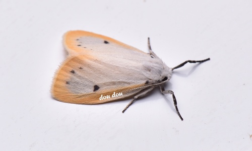 Miltochrista formosana