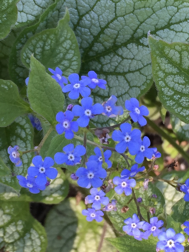 False Forget-Me-Not (Brunnera macrophylla) in Inver Grove Heights