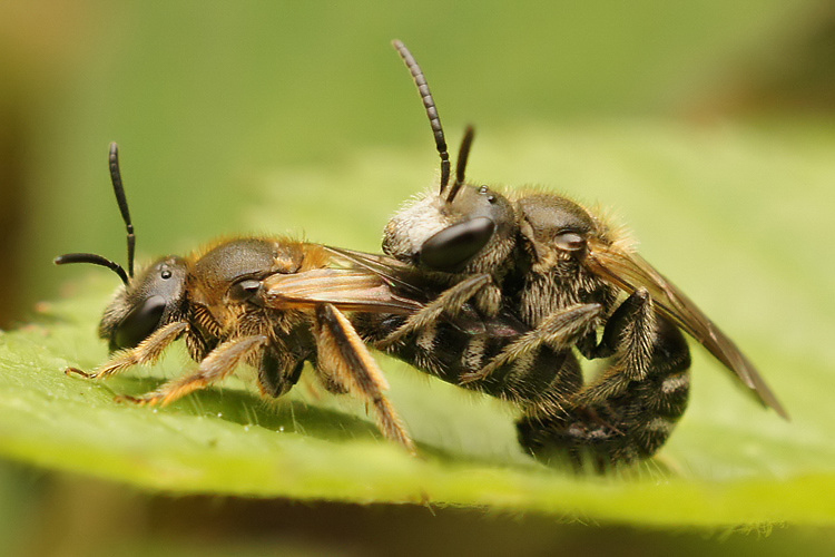 Bull-headed Furrow Bee from Gulke putten on July 26, 2011 at 02:14 AM ...
