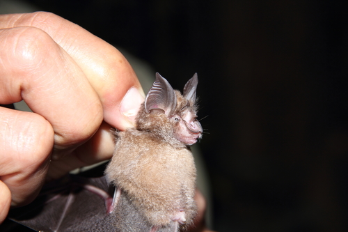 Indochinese Horseshoe Bat (Rhinolophus chaseni) — Data Deficient Mammalia