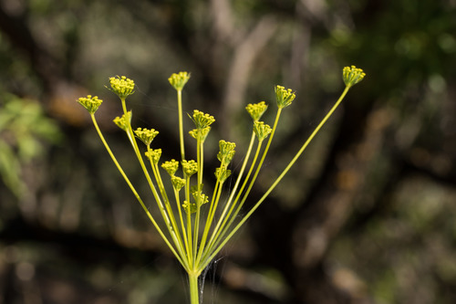 Golden Hog's Fennel (Dichoropetalum chryseum)