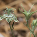 Short-leaved Love-in-a-Mist - Photo (c) Konstantinos Kalaentzis, all rights reserved, uploaded by Konstantinos Kalaentzis