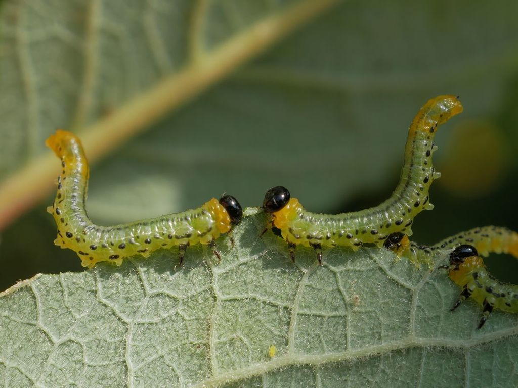 Lesser Willow Sawfly from Ludwigsburg, Germany on October 10, 2021 at ...