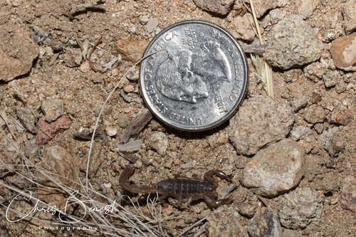 Lesser Stripetail Scorpion