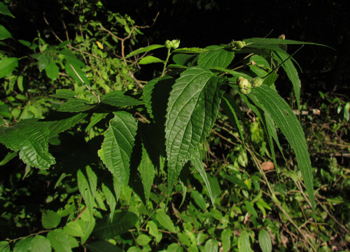 Celtis trinervia Lam.