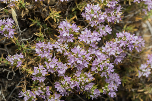 Cilician Thyme (Thymus cilicicus)