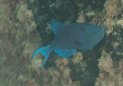 Redtooth Triggerfish