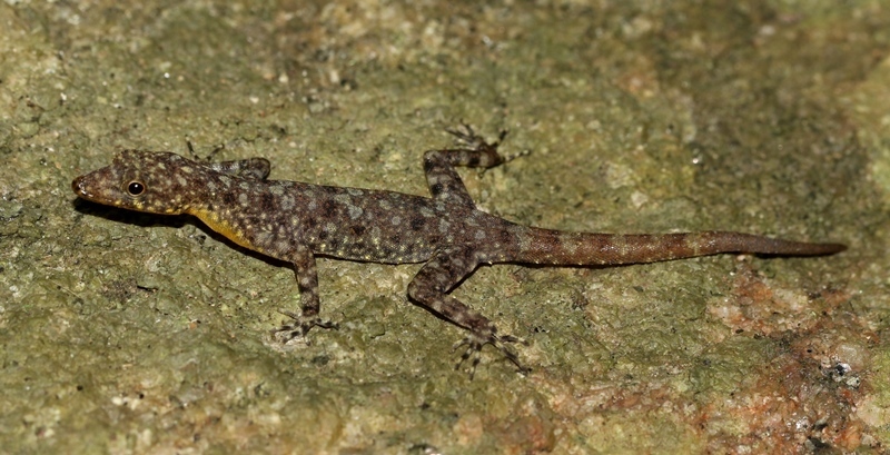 Nilgala Round-eyed Gecko (Cnemaspis nilgala)