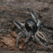 Habronattus tarsalis - Photo (c) dclump, all rights reserved, uploaded by dclump