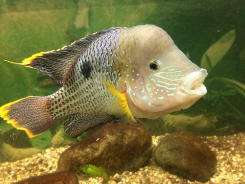 Green Terror