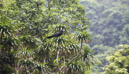 Cambodian Dragon Tree (Dracaena cambodiana)  iNaturalist