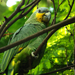 Orange-winged Parrot - Photo (c) Juan Diego, all rights reserved, uploaded by Juan Diego