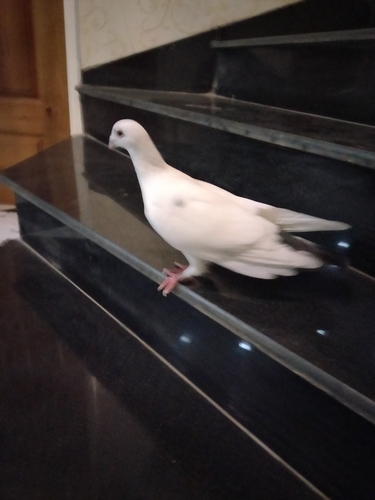 Feral Pigeon