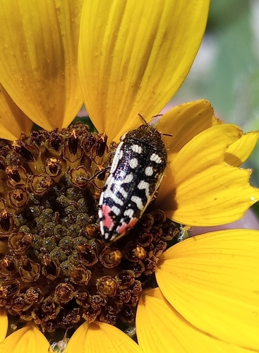 Acmaeodera opacula