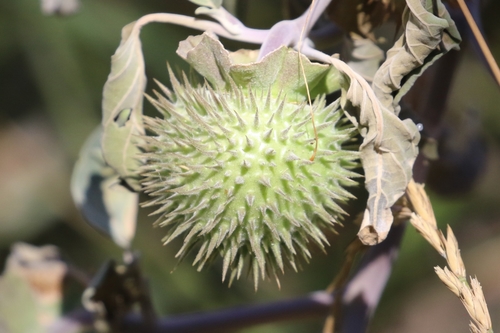 Hairy Thorn-apple fruiting
