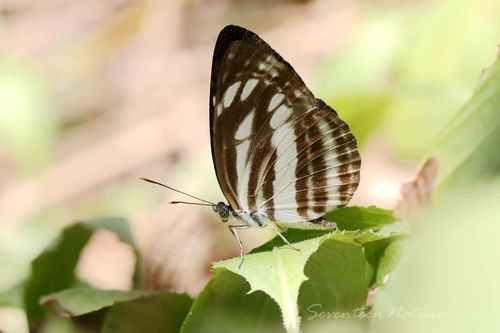 Neptis Yerburii · Inaturalist Mexico