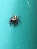 Black-and-White Grass Jumping Spider - Photo (c) vincents, all rights reserved, uploaded by vincents